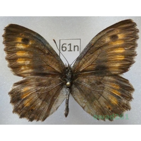 Arethusana arethusa dentata (Staudinger, 1871) France61n